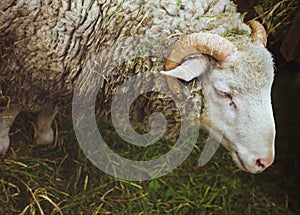 Closeup muzzle sheep