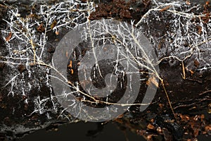 Closeup on mycelium hyphae on trunk photo