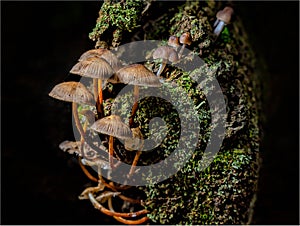 Closeup of Mycena epipterygia, species of fungi in the family Mycenaceae.