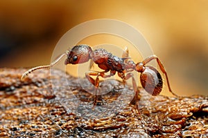 Closeup of myrmica ant