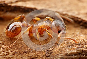 Closeup of myrmica ant