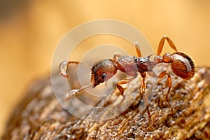 Closeup of myrmica ant