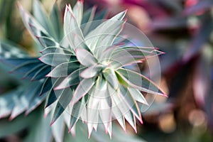 Closeup of Myrtle Spurge or Euphorbia myrsinites or Donkey Tail