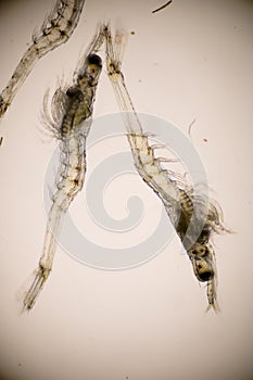 Closeup mysis stage of Vannamei shrimp in light microscope, Shrimp larvae under a microscope