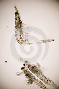 Closeup mysis stage of Vannamei shrimp in light microscope, Shrimp larvae under a microscope