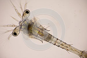 Closeup mysis stage of Vannamei shrimp in light microscope, Shrimp larvae under a microscope, Shrimp, White shrimp, Nauplius, Zoea