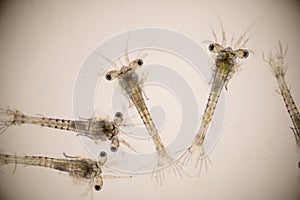 Closeup mysis stage of Vannamei shrimp in light microscope, Shrimp larvae under a microscope, Shrimp, White shrimp, Nauplius, Zoea