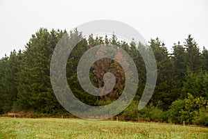 Closeup of mystical fog forest. Mist and low hanging clouds moving through trees