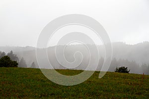 Closeup of mystical fog forest. Mist and low hanging clouds moving through trees