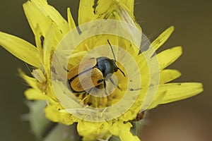 Closeup n a small orange leaf beetle, Cryptocephalus rugicollis, sitting in a yellow flower