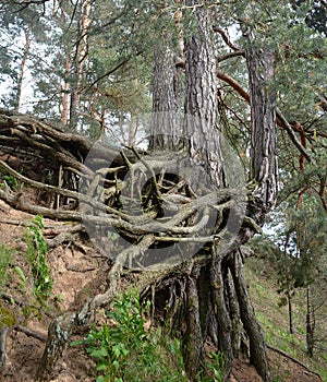 A closeup of naked pine roots