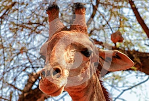 Closeup namibian giraffe. The tallest living terrestrial animal and the largest ruminant.