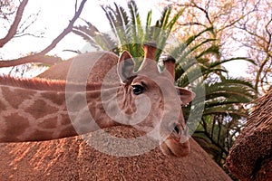 Closeup namibian giraffe. The tallest living terrestrial animal and the largest ruminant.