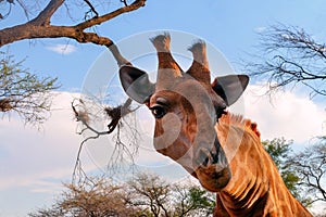 Closeup namibian giraffe. The tallest living terrestrial animal and the largest ruminant.