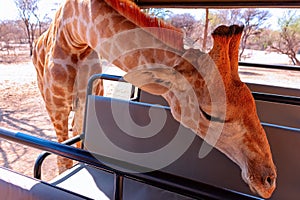 Closeup namibian giraffe. The tallest living terrestrial animal and the largest ruminant.