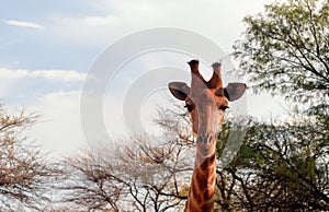 Closeup namibian giraffe. The tallest living terrestrial animal and the largest ruminant.