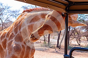 Closeup namibian giraffe. The tallest living terrestrial animal and the largest ruminant.