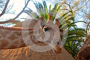 Closeup namibian giraffe. The tallest living terrestrial animal and the largest ruminant