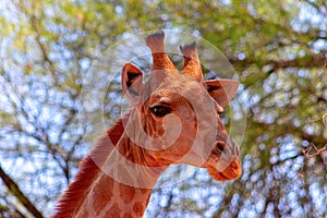 Closeup namibian giraffe. The tallest living terrestrial animal and the largest ruminant