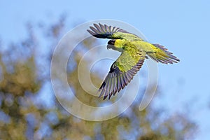 Nanday Conure In Flight Over A Blue Sky