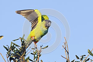 Nanday Conure Taking Flight