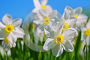 Closeup of narcissus flowers against blue sky background with copy space