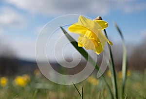 Closeup of Narcissus pseudonarcissus, a wild daffodil or Lent lily.