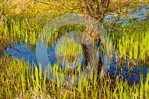 Un rio herboso humedales a pájaro animales y plantas reservar durante primavera anidando período en municipio más cercano en polonia 