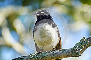 Closeup native Australian Willy Wagtail bird sitting on tree branch