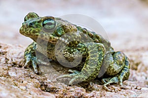 Closeup of Natterjack Toad