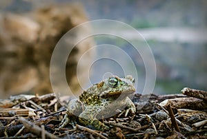 Closeup of Natterjack Toad