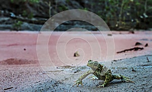 Closeup of Natterjack Toad