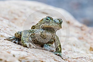 Closeup of Natterjack Toad photo