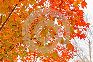 Closeup natural autumn fall view of red orange leaf on blurred background in garden or park selective focus