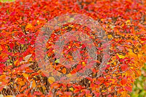 Closeup natural autumn fall view of red orange leaf on blurred background in garden or park selective focus