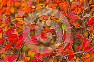 Closeup natural autumn fall view of red orange leaf on blurred background in garden or park selective focus