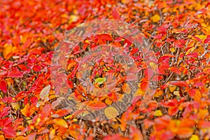 Closeup natural autumn fall view of red orange leaf on blurred background in garden or park selective focus