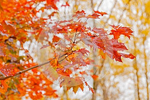 Closeup natural autumn fall view of red orange leaf on blurred background in garden or park selective focus. Inspirational nature