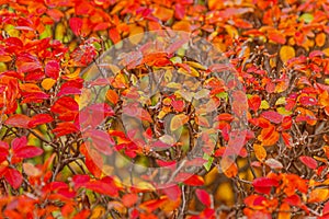 Closeup natural autumn fall view of red orange leaf on blurred background in garden or park selective focus. Inspirational nature