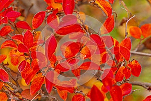 Closeup natural autumn fall view of red orange leaf on blurred background in garden or park selective focus. Inspirational nature