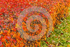 Closeup natural autumn fall view of red orange leaf on blurred background in garden or park selective focus. Inspirational nature