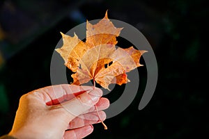 Closeup natural autumn fall view woman hands holding red orange maple leaf on dark park background. Inspirational nature october