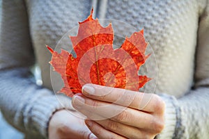 Closeup natural autumn fall view woman hands holding red orange maple leaf on park background. Inspirational nature october or