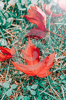 Closeup natural background with old aged red autumn fall maple leaves on green grass