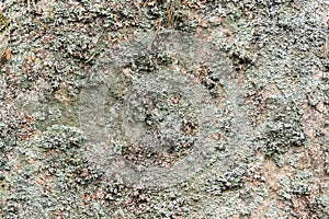 Closeup of natural background texture green gray brown lichen pattern on a rock in the mountains.