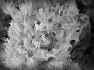 Closeup of a natural sponge