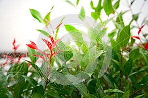 Closeup of naturally spider`s cobweb