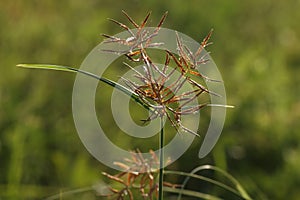 Closeup of nature. Brown grass, Blurred background. Nut grass.