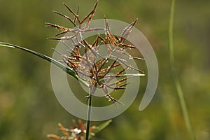 Closeup of nature. Brown grass, Blurred background. Nut grass.
