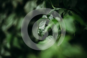 Closeup nature dark background of green leaf with water drops in garden or forest at spring or summer.